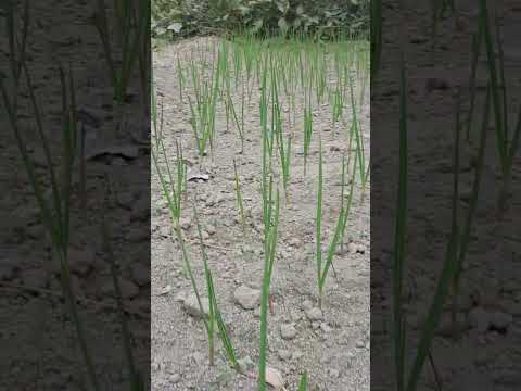 guess what is this. #agriculture #shorts #viral #india #trending #video #songs