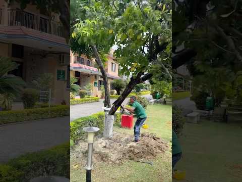 Tree cutting easy tips #trick #idea #tips