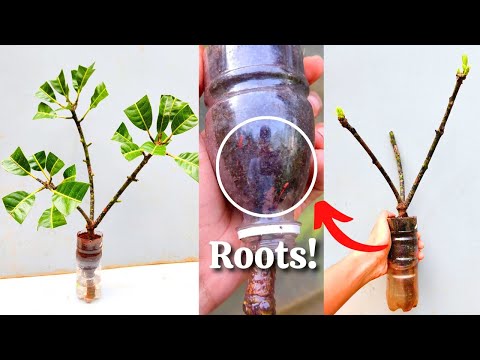 BEST Technique to Grow Mango tree from cutting / In water with Rooting Hormone | 💯% success