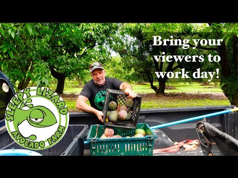 What Does an Avocado Farmer's Typical Day Look Like?