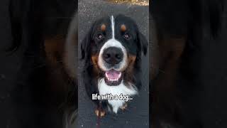 Life with a Dog | #bernesemountaindog #dog #cutedog #dogvideo #rescuedog #doglover