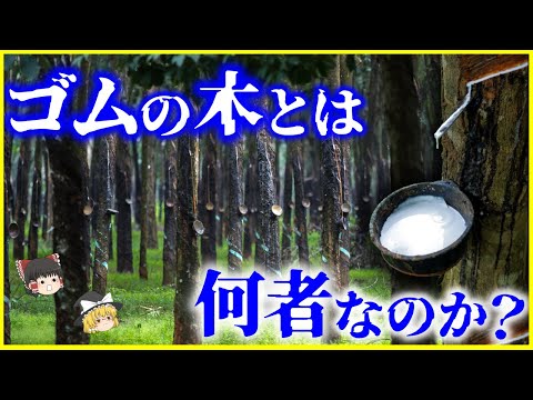 【ゆっくり解説】白い樹液が人類の歴史を変えた⁉️「ゴムの木」とは何者なのか？を解説/観葉植物として身近にも⁉️