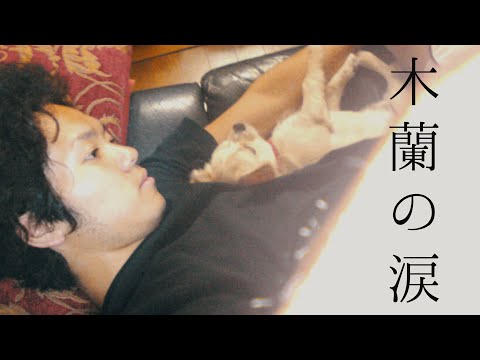 【愛犬に捧げる】"木蘭の涙" スターダスト☆レビュー