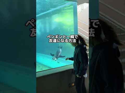 ペンギンを呼ぶ方法が斬新すぎたw