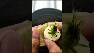 How to plant flower buds with banana hormones to grow flowers #shorts #gardening