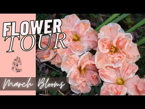 MARCH CUT FLOWER UPDATE: 'Apricot Whirl' and Other Fancy Daffodils