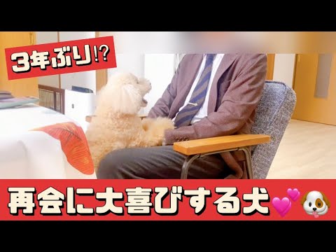 【パパとの再会に大喜びするトイプー🐶】思いがけない再会😍