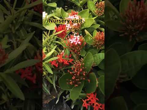 #gardening #vlog #nursery #viralvideo #visit #flowers #collection