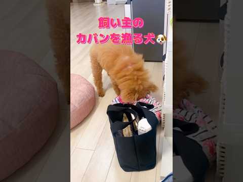 【出勤前】飼い主のカバンをあさってお昼ご飯を探す犬😂🐶#shorts  #いっぬ