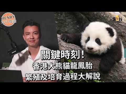 國寶熊貓點解咁難生B？｜港產首對大熊貓龍鳳胎出世｜熊貓寶寶出生後的挑戰｜繁殖及培育過程揭秘｜恭喜驚喜｜盈盈樂樂｜香港海洋公園熊貓｜熊貓幼崽｜熊貓BB｜熊貓BB關鍵時間｜Henry平行偉論