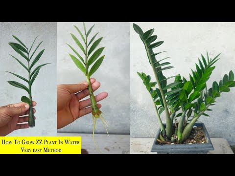 How to grow Zz plant in water very easy method | Zz plant propagation