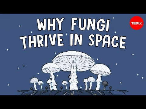 Why are scientists shooting mushrooms into space? - Shannon Odell