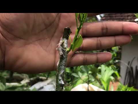 Grafting Orange Tree on Lemon Tree – Step by Step Guide