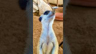 Meerkats #meerkat #meerkats cutest meerkats moments #youtubeshorts #shortsfeed #shortsviral