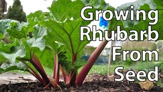 How to Grow Rhubarb from Seed for Productive Plants