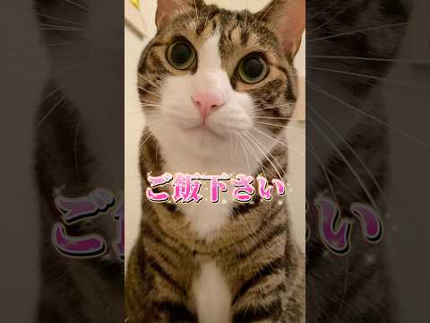 【猫あるある】食欲あるのにワガママな時あるよね？#cats #short#球太