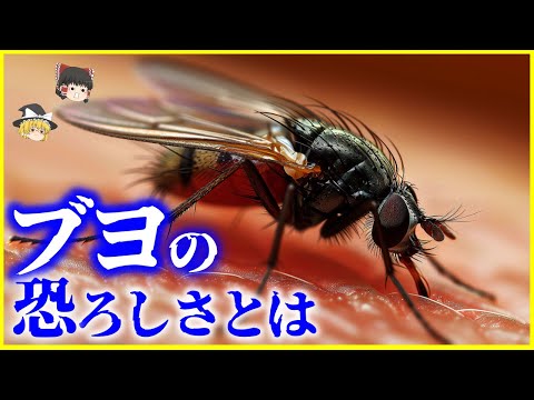 【ゆっくり解説】皮膚を噛みちぎり、集団で…⁉️「ブヨ（ブユ）」の恐ろしさとは？を解説