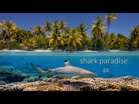 11HRS of 4K Shark Paradise - Undersea Nature Relaxation™ Film + Music by Relax Moods