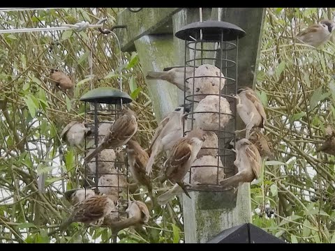 Birds in the garden Denmark (No sound) / Havefugle uden lyd