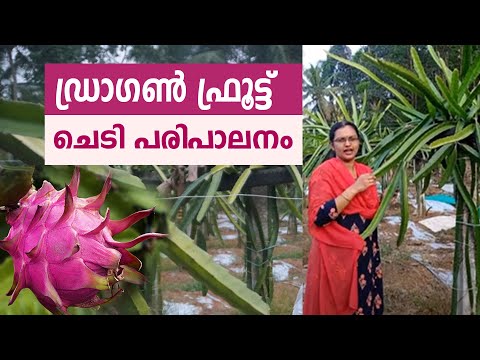 ഡ്രാഗൺഫ്രൂട്ട് ചെടി പരിപാലനം... ഇതുപോലെ നിങ്ങൾക്കും ചെയ്യാം..