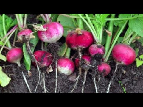 How to Grow Radish from Seed