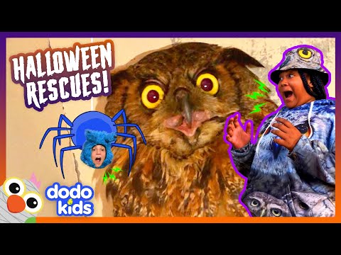 101 Spiders And 1 Grumpy Owl Need Some Help! | Dodo Kids | Rescued!