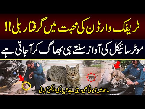 Pyar Ki Anokhi Khani | Traffic Warden Ki Muhabbat Main Giraftar Billi | Cat | Neo Digital