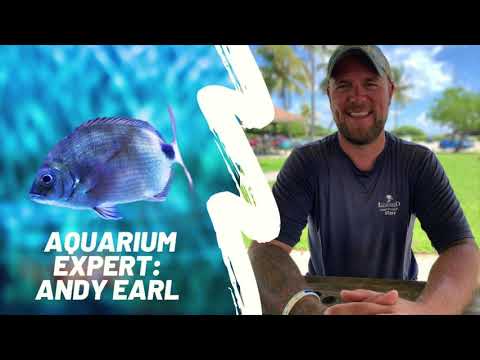 Meet Aquarium Expert Andy Earl