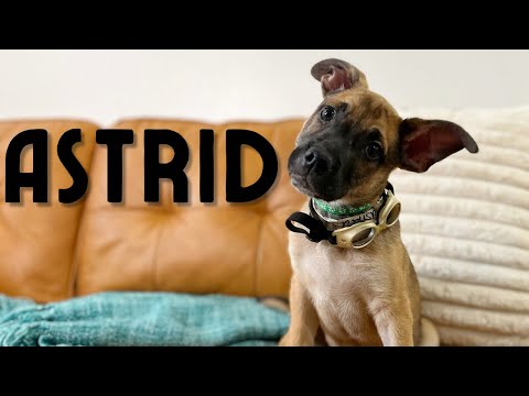 Astrid- the cutest puppy in Texas! ADOPTABLE playful sweet boy!