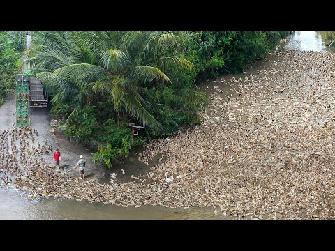 Insane Way They Transport Millions of Ducks by Trucks