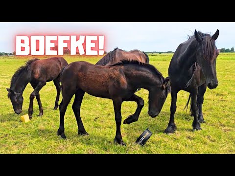 Colts, fillies, first time, Boefkes, knock out, bite, white lips, drive, and more | Friesian Horses