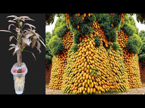 How to grow mango trees from cutting to make lots of fruits - With 100% Success