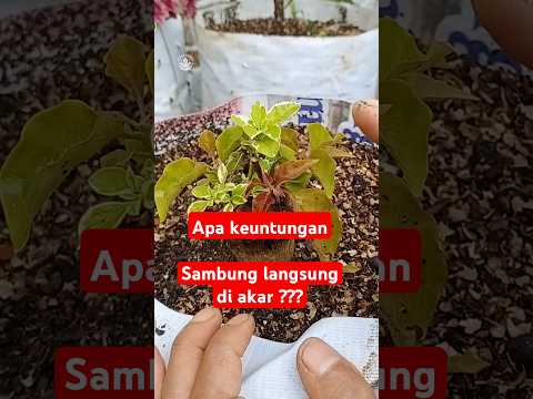 Apa keuntungan sambung di akar ??? #bougenville #sambungakar #rootgrafting #graftingtips #grafting