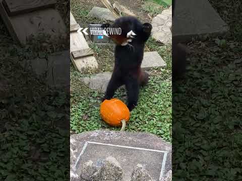 Red Panda Attempts To Break Pumpkin | From the VAULT