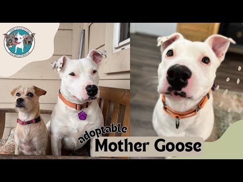 Adoptable Mother Goose - Pittie Pointer Mix looking for home!