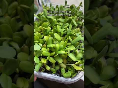 10/10 will be growing these again.  #microgreens #sunflowermicrogreens #sunflowershoots #sunflo