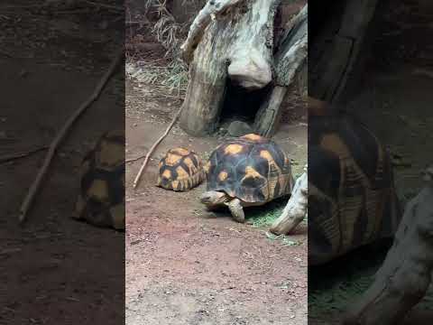 Chester Zoo trip with student society: The International Society at The University of Manchester