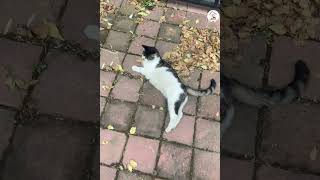 WOW, A Bunch of Cuteness! Cute Kitty Cats Shorts Videos 😺😍😘 -EPS1198 #cutenessoverload