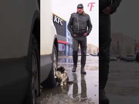 Heartwarming moment: Man rescues kitten