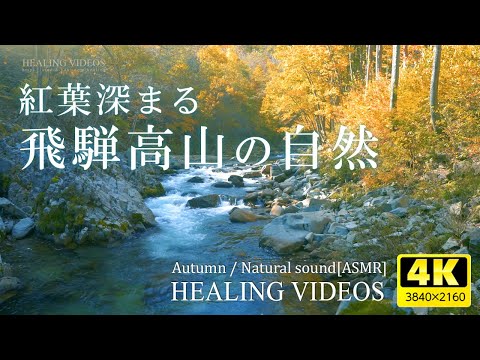 【環境音・ASMR】秋深まる飛騨高山（北アルプス）の大自然と紅葉、川の音で心身の疲れを癒してください。勉強中や作業用、目覚めの朝に、眠れない夜にもどうぞ。Natural Sounds