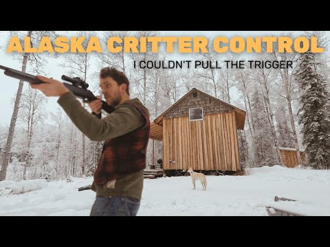 I Couldn't Pull The Trigger | Critter Proof The Cabin Roof