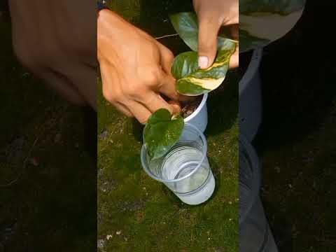 How to Transplant Water Rooted Cuttings in Soil // Move Plants Cuttings from Water to Soil. #garden