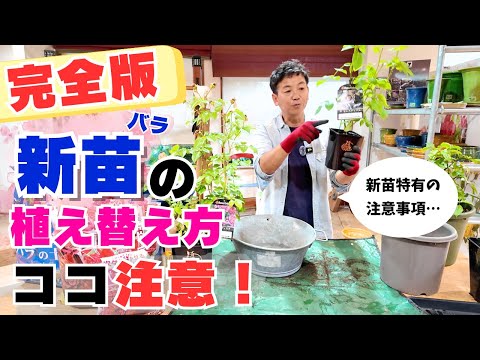 バラの新苗編）ココ注意!！接ぎ木テープはとらないでください。