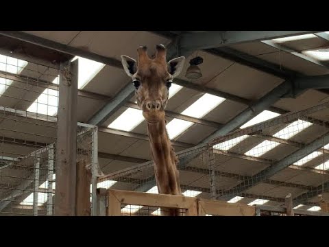 Kordofan Giraffe at Safari Zoo Cumbria - 12/01/24