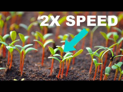 Germinate seeds TWICE as fast (Better Survival Rate 2x the speed)