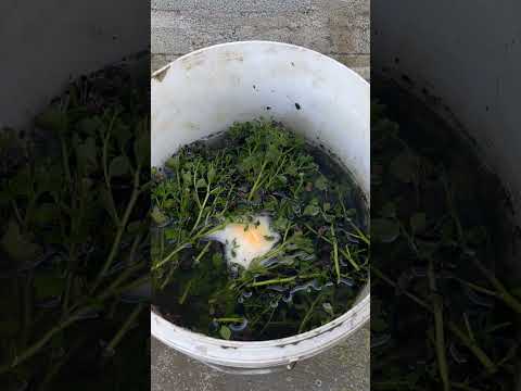 How to propagate chrysanthemums by cuttings