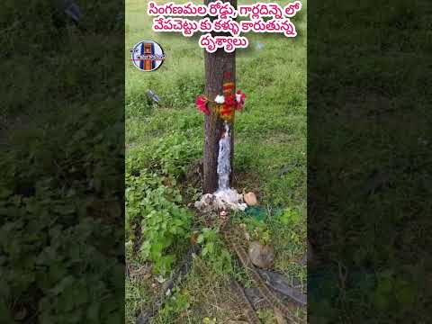 వేపచెట్టు కు ఈత కళ్ళు కారుతున్నా దృశ్యం | #గార్లదిన్నె #anantapur #andhrapradesh #shorts #viralvideo