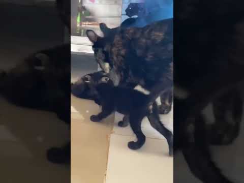 cat momy take care her baby #shorts