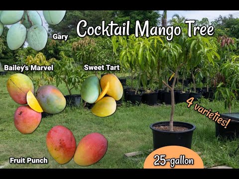 25-gallon Cocktail Mango Tree 4 varieties! Get This Tree!