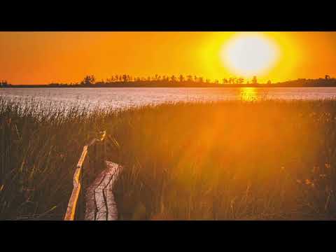 “In the Moment” Ibera Wetlands, Argentina Part 3. Cows in the marshland?